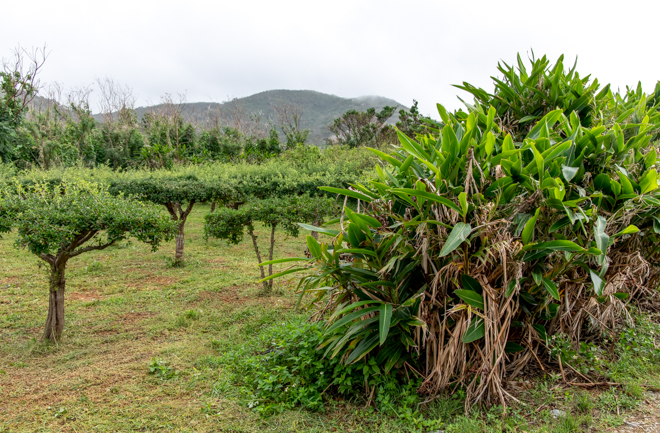 A Must-Visit Farm During Okinawa Trip and Introducing AEON Branches ...